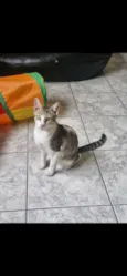 chico