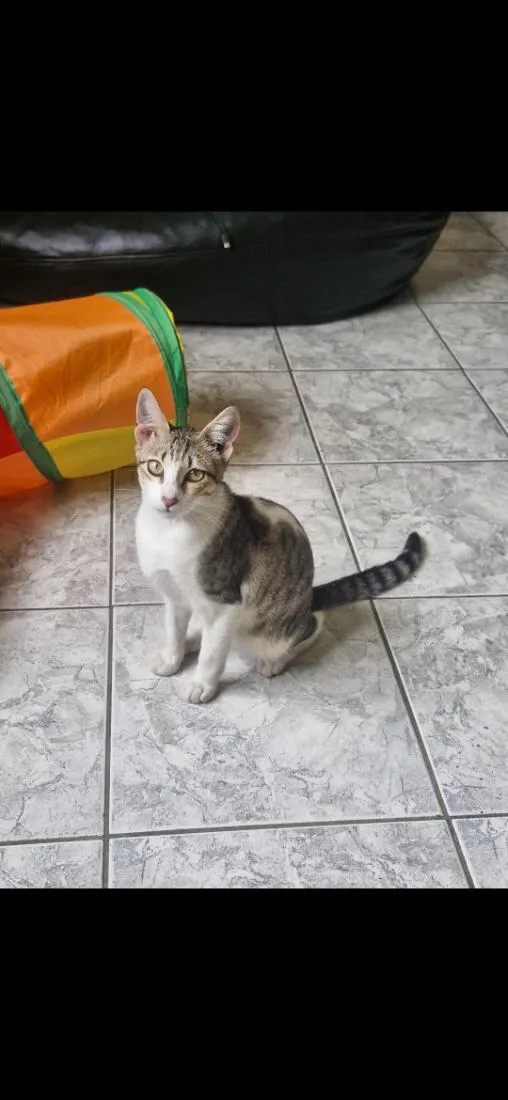 Gato raça SRD-ViraLata idade 2 a 6 meses nome chico