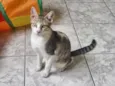 chico