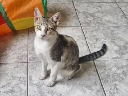 Gato raça SRD-ViraLata idade 2 a 6 meses nome chico