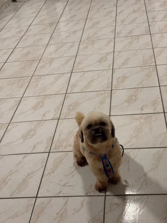 Cachorro raça Shitzu idade 3 anos nome Ceni