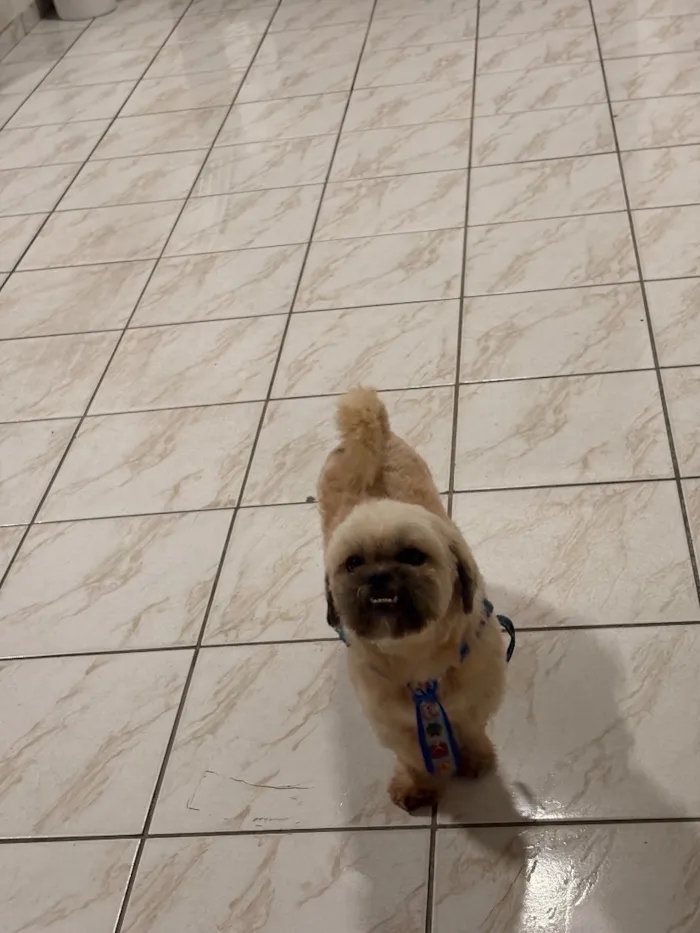 Cachorro raça Shitzu idade 3 anos nome Ceni