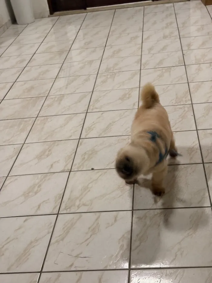 Cachorro raça Shitzu idade 3 anos nome Ceni