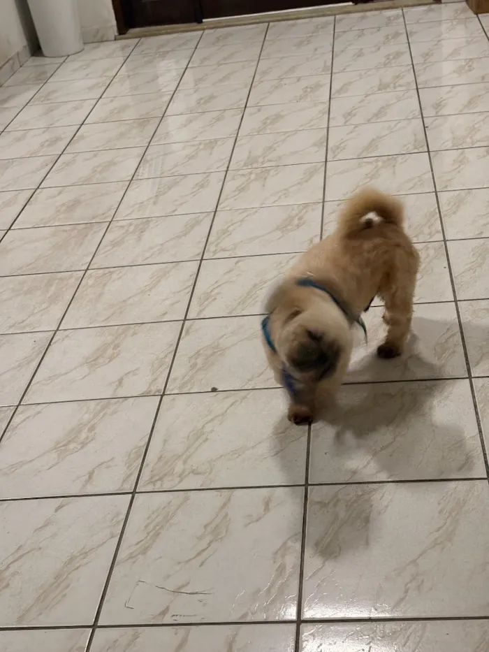 Cachorro raça Shitzu idade 3 anos nome Ceni