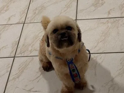 Cachorro raça Shitzu idade 3 anos nome Ceni