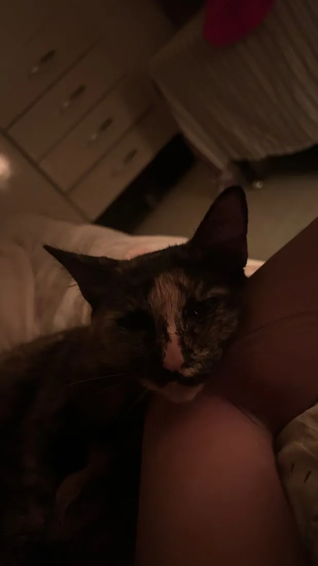 Gato raça SRD-ViraLata idade 1 ano nome Amora