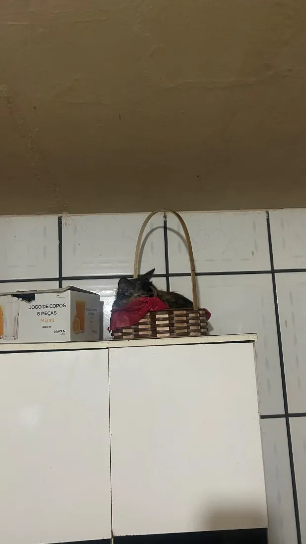 Gato raça SRD-ViraLata idade 1 ano nome Amora