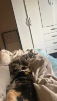 Amora