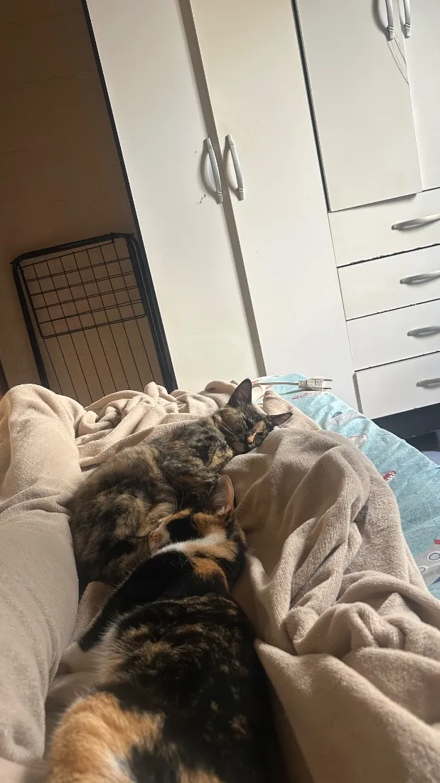 Gato raça SRD-ViraLata idade 1 ano nome Amora