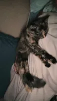 Amora