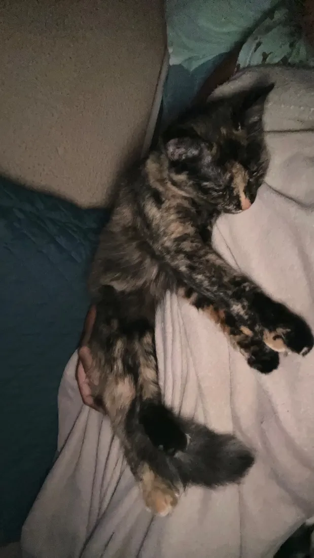 Gato raça SRD-ViraLata idade 1 ano nome Amora