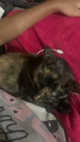 Amora