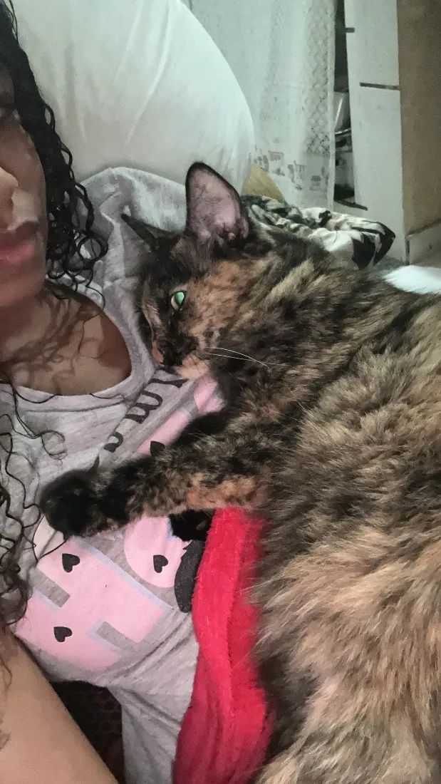 Gato raça SRD-ViraLata idade 1 ano nome Amora
