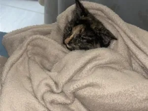 Gato raça SRD-ViraLata idade 1 ano nome Amora