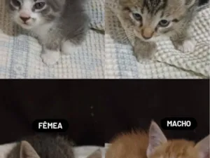 Gato raça SRD-ViraLata idade Abaixo de 2 meses nome tigrinho e cinzas