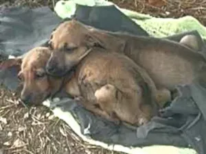 Cachorro raça SRD-ViraLata idade Abaixo de 2 meses nome Tico e teco 