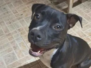 Cachorro raça Pit-Bull idade 1 ano nome Fiona 