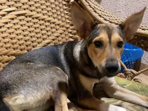 Cachorro raça SRD-ViraLata idade 1 ano nome Farofa