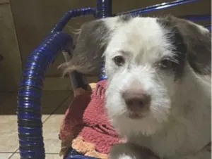Cachorro raça SRD-ViraLata idade 2 a 6 meses nome Floquinho