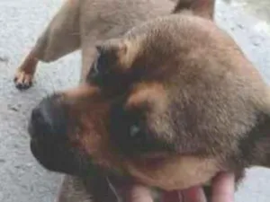 Cachorro raça SRD-ViraLata idade 1 ano nome Clara