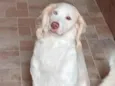 Bailey