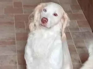 Cachorro raça SRD-ViraLata idade 6 ou mais anos nome Bailey