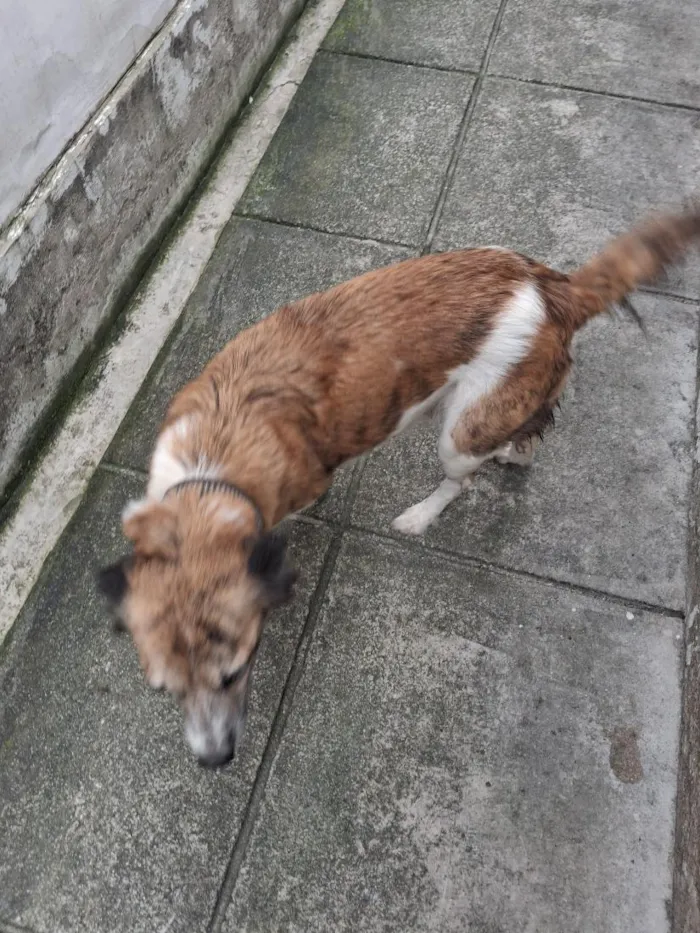 Cachorro raça SRD-ViraLata idade 6 ou mais anos nome Lindinha