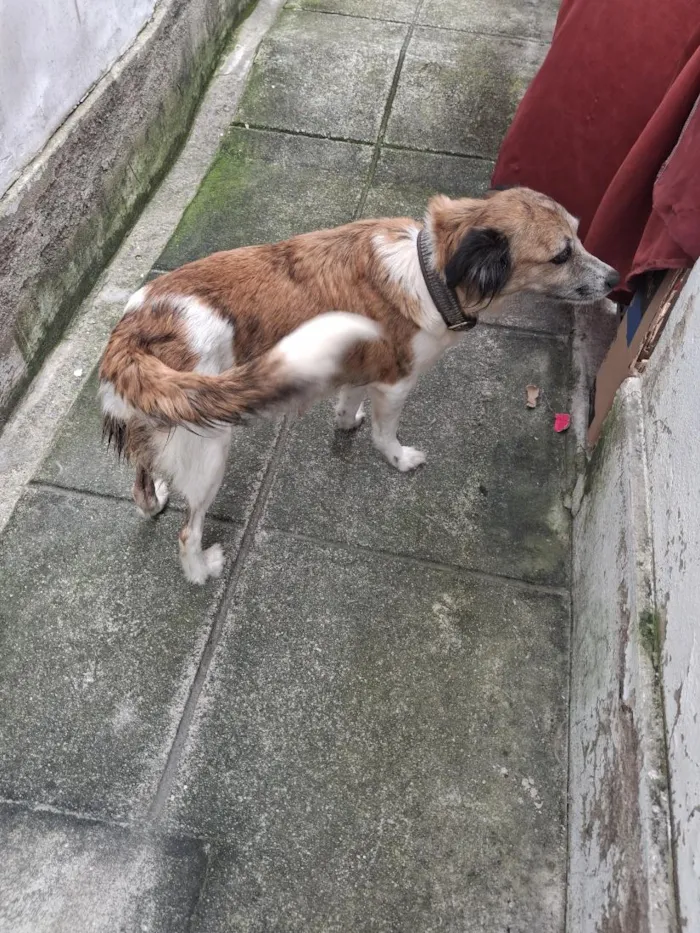 Cachorro raça SRD-ViraLata idade 6 ou mais anos nome Lindinha