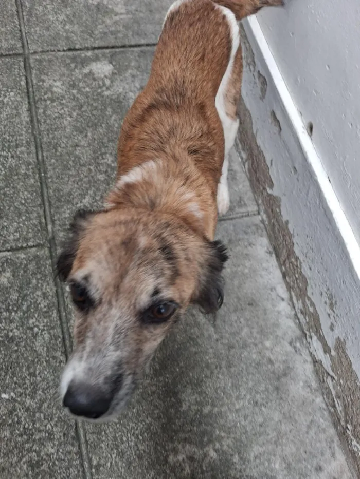 Cachorro raça SRD-ViraLata idade 6 ou mais anos nome Lindinha