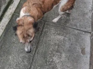 Cachorro raça SRD-ViraLata idade 6 ou mais anos nome Lindinha