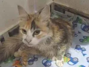 Gato raça SRD-ViraLata idade 2 a 6 meses nome Falar com Elisangela - Whats 11 98851-5983