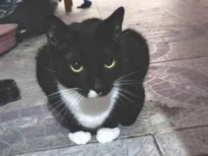 Gato raça SRD-ViraLata idade 2 anos nome Falar com Darci - Whats 11 97123-1925