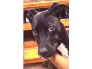 Cachorro raça SRD-ViraLata idade 2 a 6 meses nome Falar com Silvana - Whats 11 99628-9945