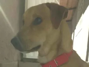 Cachorro raça SRD-ViraLata idade 6 ou mais anos nome Falar com Claucineide - Whats 27 99245-6499
