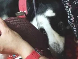 Cachorro raça SRD-ViraLata idade 2 anos nome Falar com Ariadne - Whats 21 99702-8899