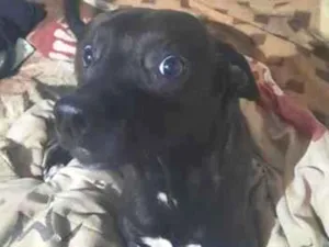 Cachorro raça SRD-ViraLata idade 2 a 6 meses nome Falar com Isabella - Whats 11 96557-7215