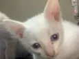 gatinhos sem nomes