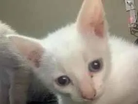 Gato raça SRD-ViraLata idade Abaixo de 2 meses nome gatinhos sem nomes
