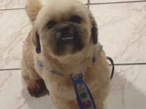 Cachorro raça Shitzu idade 3 anos nome Ceni