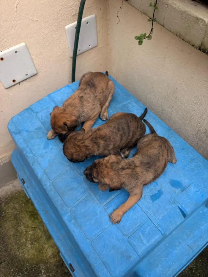 Cachorro raça SRD-ViraLata idade Abaixo de 2 meses nome ainda não tem