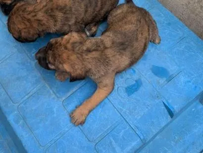 Cachorro raça SRD-ViraLata idade Abaixo de 2 meses nome ainda não tem