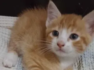 Gato raça SRD-ViraLata idade Abaixo de 2 meses nome tigrinho e cinzas