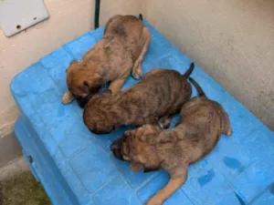Cachorro raça SRD-ViraLata idade Abaixo de 2 meses nome ainda não tem