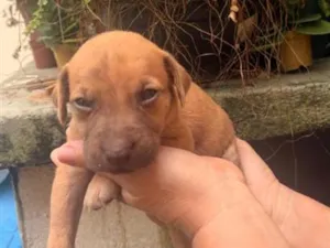Cachorro raça SRD-ViraLata idade Abaixo de 2 meses nome sem nome