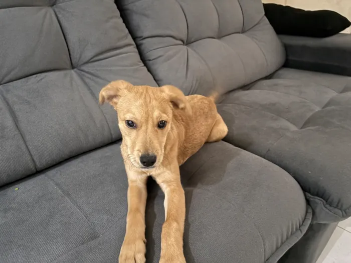 Cachorro raça SRD-ViraLata idade 2 a 6 meses nome Ares