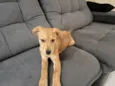 Ares