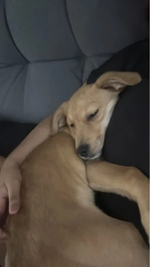 Cachorro raça SRD-ViraLata idade 2 a 6 meses nome Ares