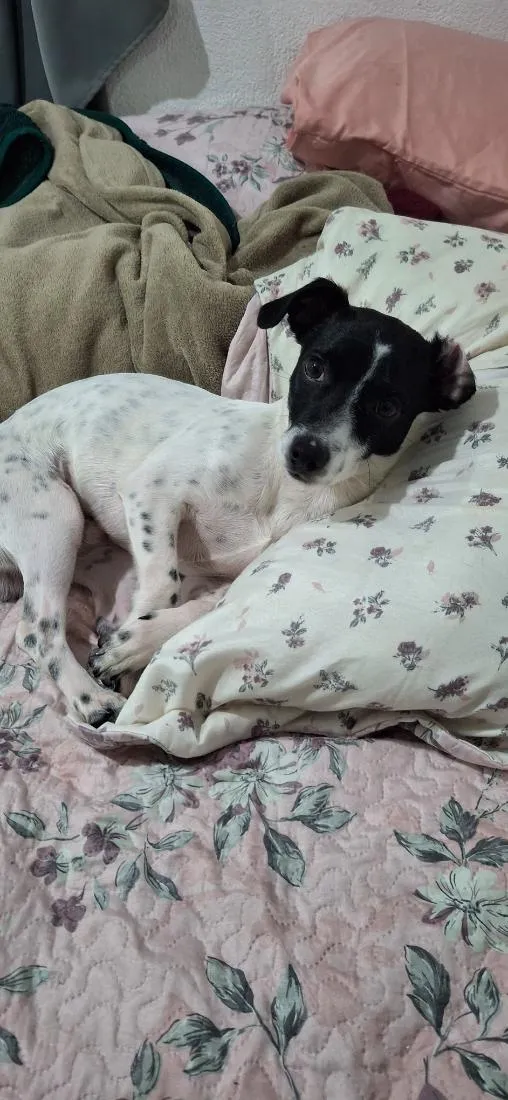 Cachorro raça SRD-ViraLata idade 7 a 11 meses nome Trovãozinho