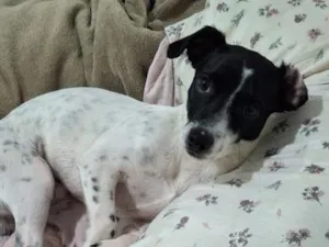 Cachorro raça SRD-ViraLata idade 7 a 11 meses nome Trovãozinho