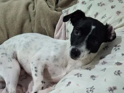 Cachorro raça SRD-ViraLata idade 7 a 11 meses nome Trovãozinho